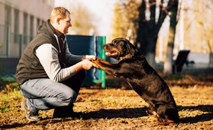 maitre-chien