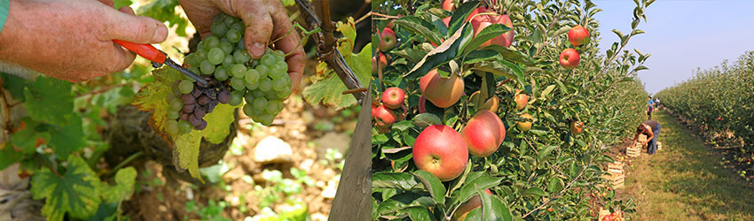 Vendanges23_bandeau-métiers.jpg