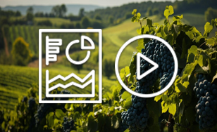 visuel promotion infographie et vidéo sur les chiffres de la filière viti-vinicole en gironde 2024