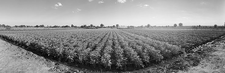 bandeau_cie_jeunes_la_safac_agriculture.jpg