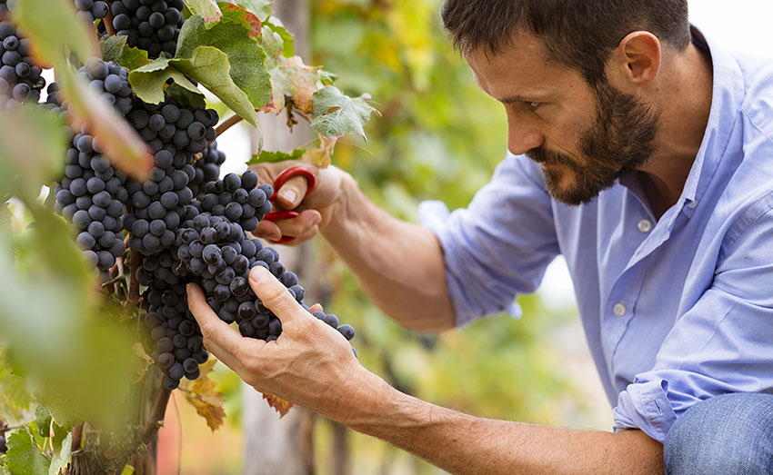 vendanges-1.jpg