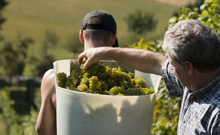 vendanges-2.jpg